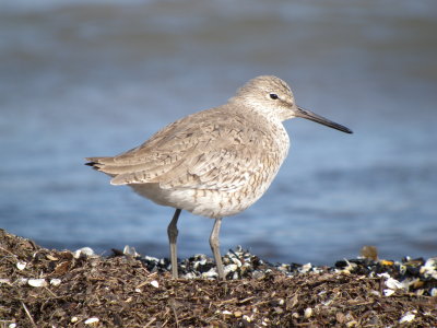 Willet