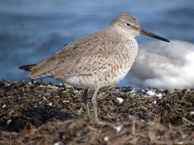 Willet