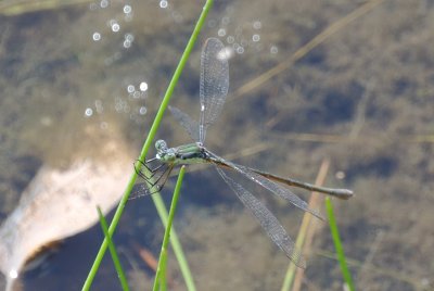 spreadwing female  