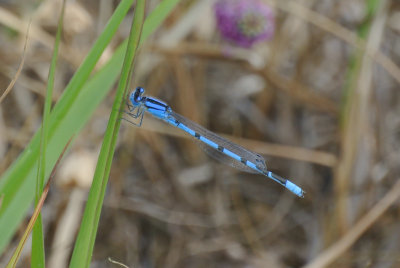 Familiar Bluet ( Enallagma civile ) male