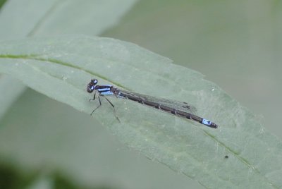 Skimming Bluet female