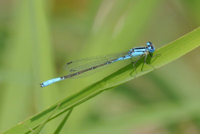 Azure Bluet male