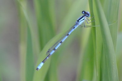 Marsh Bluet ( Enallagma ebrium ) male