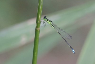 Eastern Forktail male