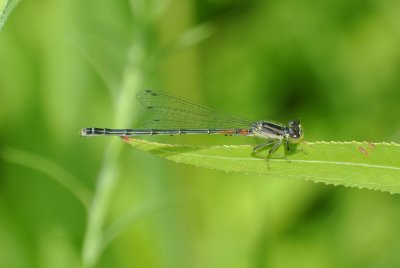 Eastern Forktail immature female