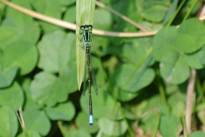 Eastern Forktail male