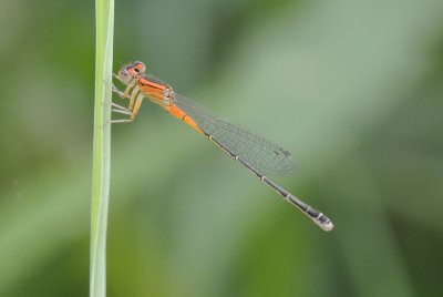 Eastern Forktail immature female