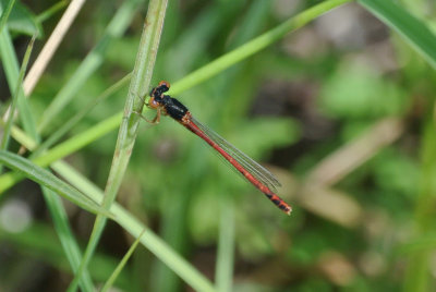 Eastern Red Damsel ( Amphiagrion saucium ) male