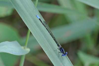 Blue-ringed Dancer(male)