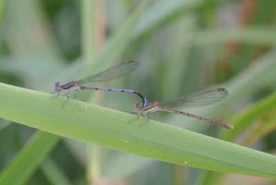 Variable Dancer (Pair)