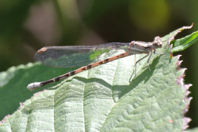 Springwater Dancer (female)