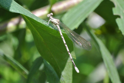 Springwater Dancer (female)