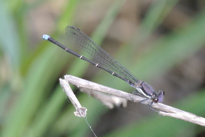 Blue-tipped Dancer (male)