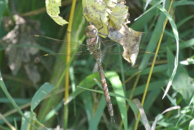 Shadow Darner