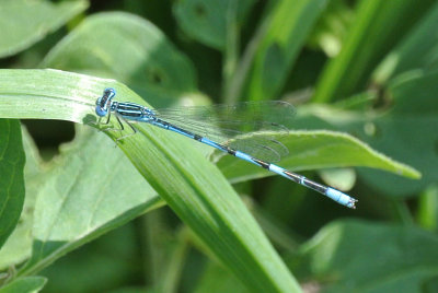 Double-striped Bluet  male