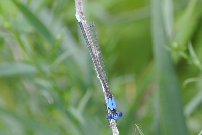 Blue-fronted Dancer male
