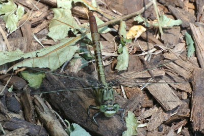 Jade Clubtail female