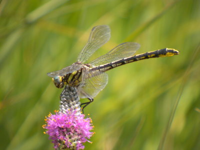 Pronghorn Clubtail female