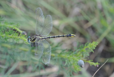 Pronghorn Clubtail female