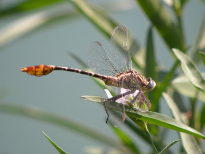 Flag-tailed Spineyleg male