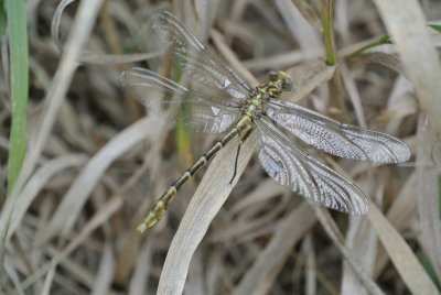 Flag-tailed Spineyleg teneral female