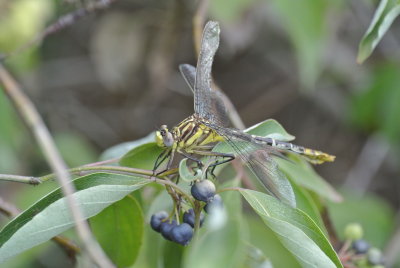 Flag-tailed Spineyleg female