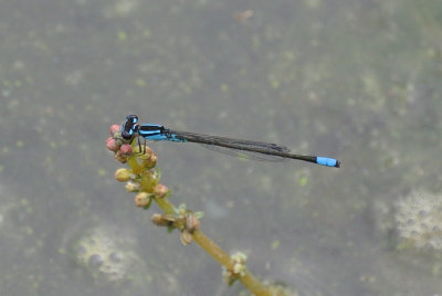 Skimming Bluet male