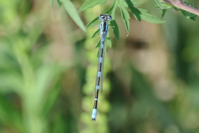 Tule Bluet male 