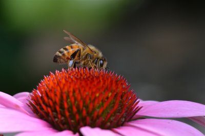 DSC_2139.jpg