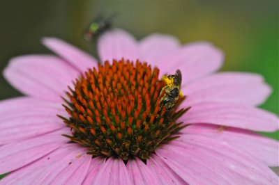 DSC_2329.jpg