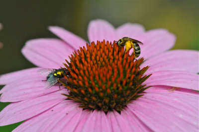 DSC_2337.jpg