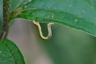 DSC_2422.jpg