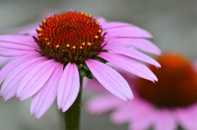 DSC_2685.jpg