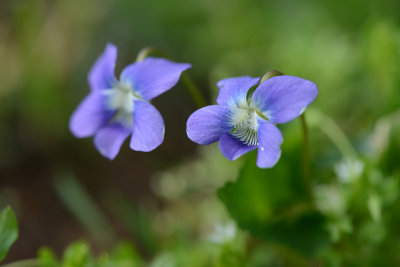 DSC_0016.jpg