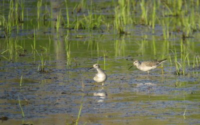 Marsh Sandpiper (Dammsnäppa)