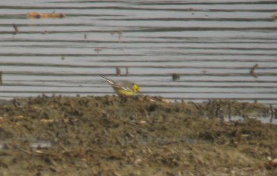 Citrine Wagtail (Citronrla)