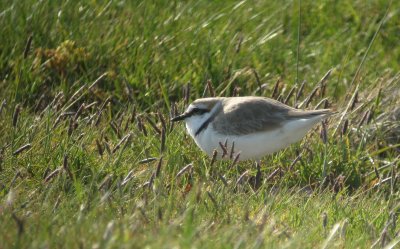 Kentish Plover (Svartbent strandpipare)