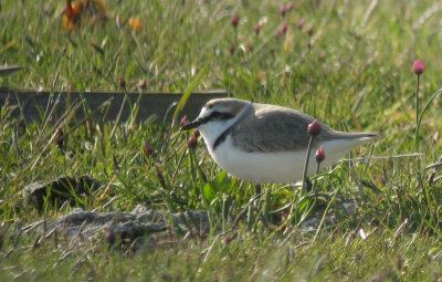 Kentish Plover (Svartbent strandpipare)