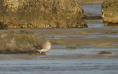 Terek Sandpiper (Tereksnäppa)