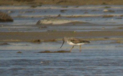 Terek Sandpiper (Tereksnäppa)