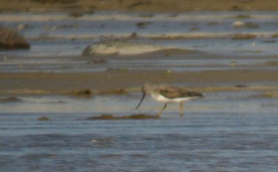 Terek Sandpiper (Tereksnppa)