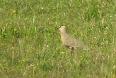 Sociable Lapwing (Stäppvipa)