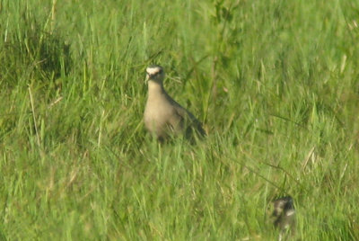 Sociable Lapwing (Stppvipa)