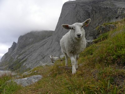 sheep infront of Helvetestinden