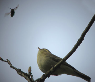 Greenish Warbler (Lundsngare)