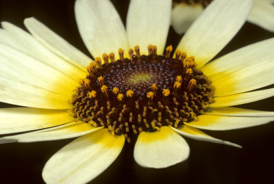 Daisy Hybrid 2088B1078.jpg