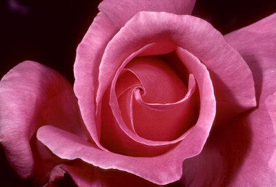 Rose 2039C3181.jpg