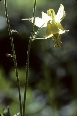 Yellow Columbine 2028J3083.jpg