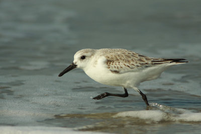 Drieteenstrandloper