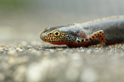 Alpenwatersalamander